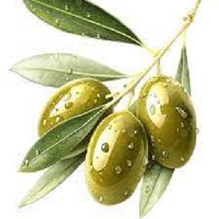 زیتون با هسته